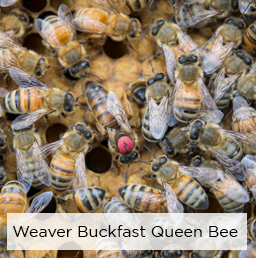 Weaver Buckfast Queen Bee
